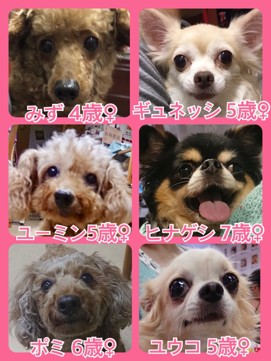 今日から８月🍉🐾今日の里親様募集中ワンコ🐶メンバーです🐾2019,8,1